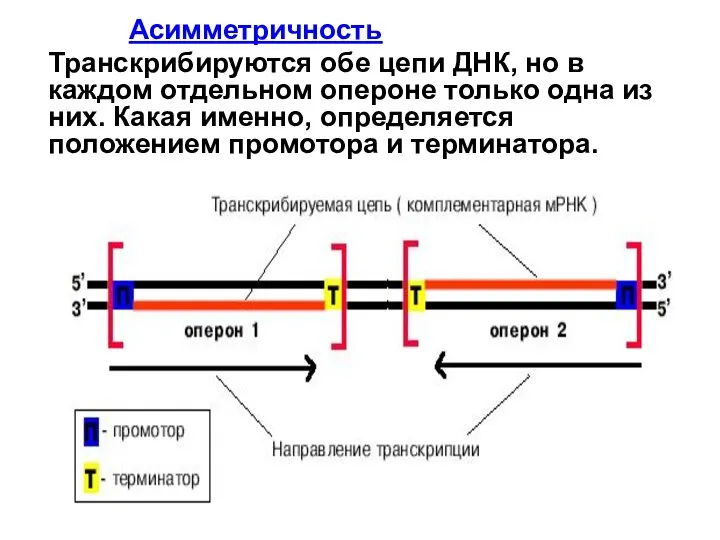 Асимметричность Транскрибируются обе цепи ДНК, но в каждом отдельном опероне только одна