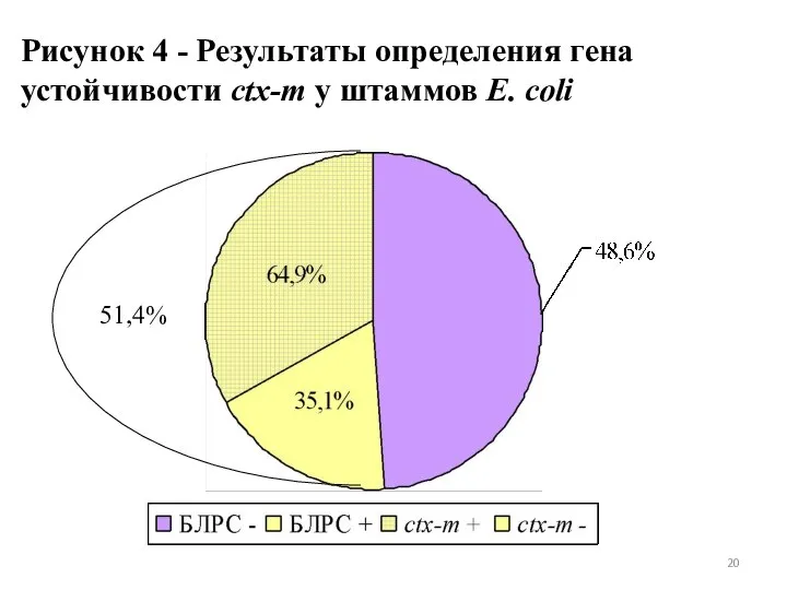 Рисунок 4 - Результаты определения гена устойчивости ctx-m у штаммов E. coli 51,4%