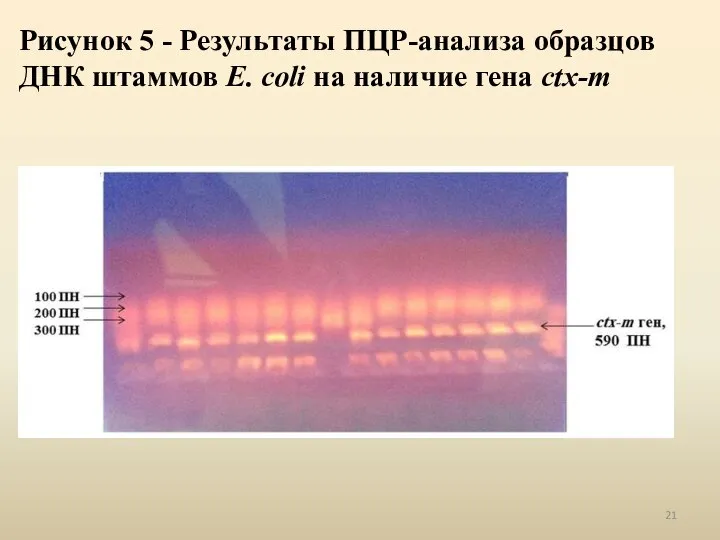 Рисунок 5 - Результаты ПЦР-анализа образцов ДНК штаммов E. coli на наличие гена ctx-m