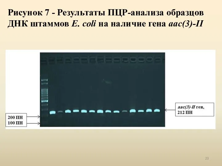 Рисунок 7 - Результаты ПЦР-анализа образцов ДНК штаммов E. coli на наличие гена aac(3)-II