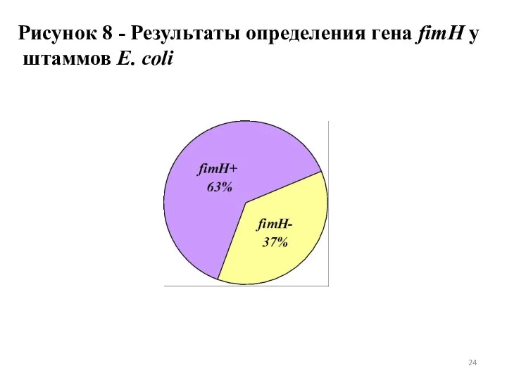 Рисунок 8 - Результаты определения гена fimH у штаммов E. coli