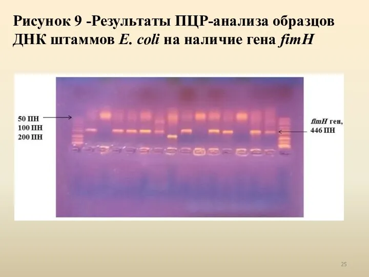Рисунок 9 -Результаты ПЦР-анализа образцов ДНК штаммов E. coli на наличие гена fimH