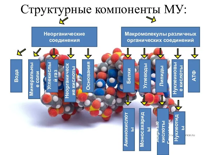 Структурные компоненты МУ: Макромолекулы различных органических соединений Неорганические соединения Белки Углеводы Липиды