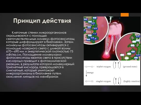 Принцип действия Клеточные стенки микроорганизмов окрашиваются с помощью светочувствительных молекул фотосенситазы, которые