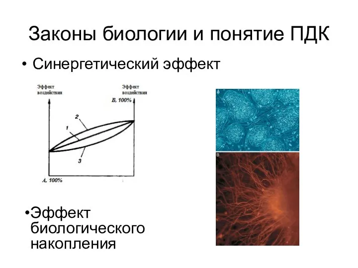 Законы биологии и понятие ПДК Синергетический эффект Эффект биологического накопления