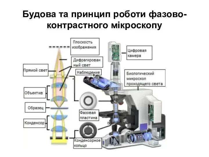 Будова та принцип роботи фазово-контрастного мікроскопу