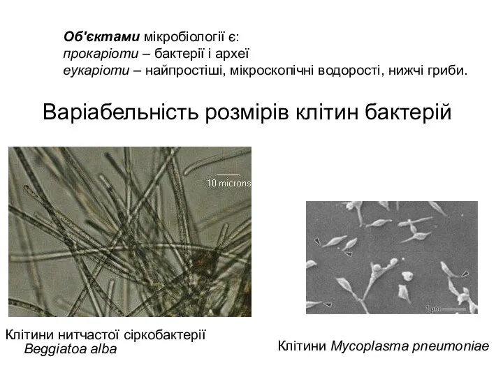 Варіабельність розмірів клітин бактерій Клітини нитчастої сіркобактерії Beggiatoa alba Клітини Mycoplasma pneumoniae