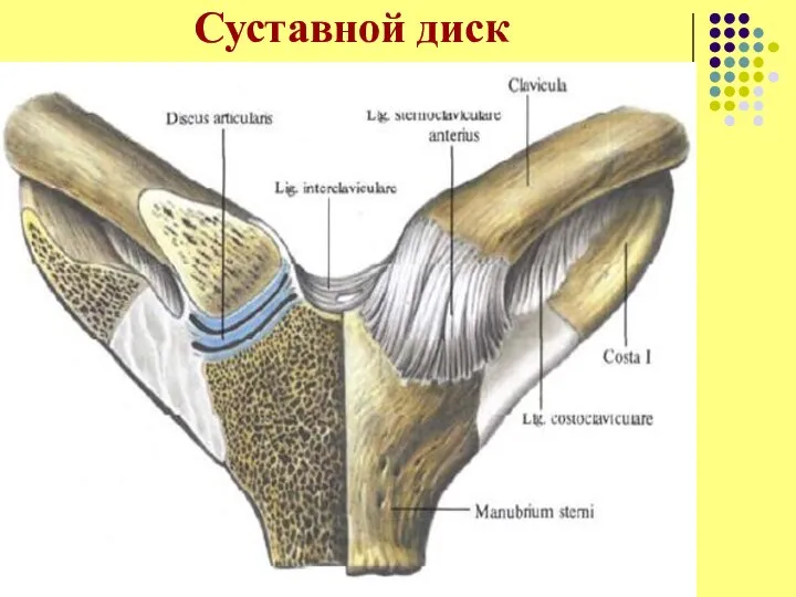 Суставной диск