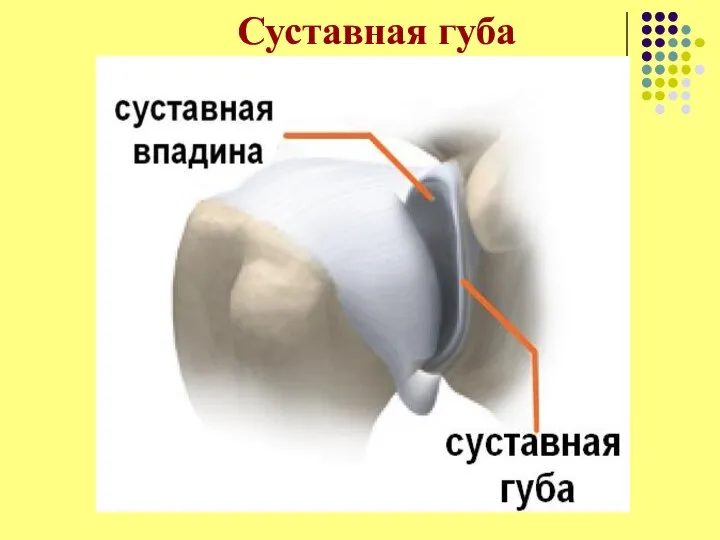 Суставная губа