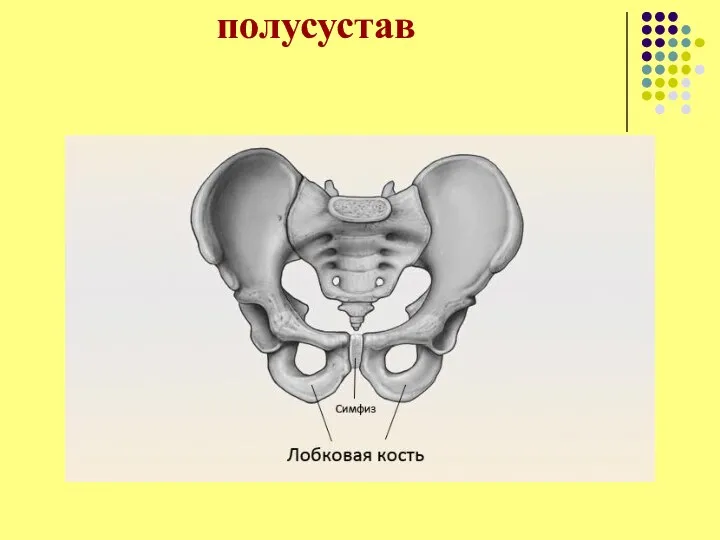 полусустав