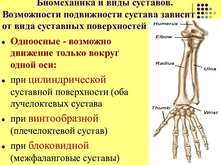 Биомеханика и виды суставов. Возможности подвижности сустава зависит от вида суставных поверхностей