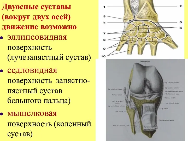 Двуосные суставы (вокруг двух осей) движение возможно эллипсовидная поверхность (лучезапястный сустав) седловидная