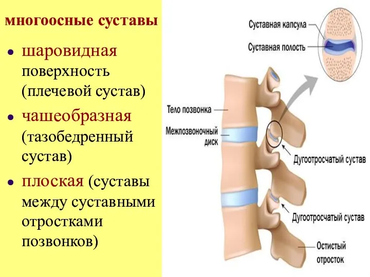 многоосные суставы шаровидная поверхность (плечевой сустав) чашеобразная (тазобедренный сустав) плоская (суставы между суставными отростками позвонков)