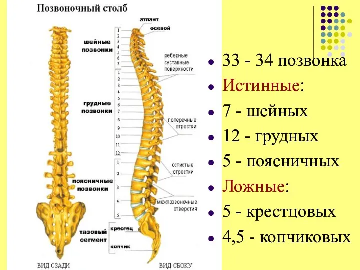 Позвоночный столб 33 - 34 позвонка Истинные: 7 - шейных 12 -