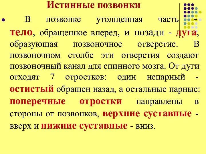 Истинные позвонки В позвонке утолщенная часть - тело, обращенное вперед, и позади