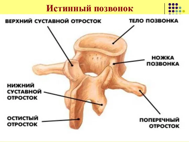 Истинный позвонок