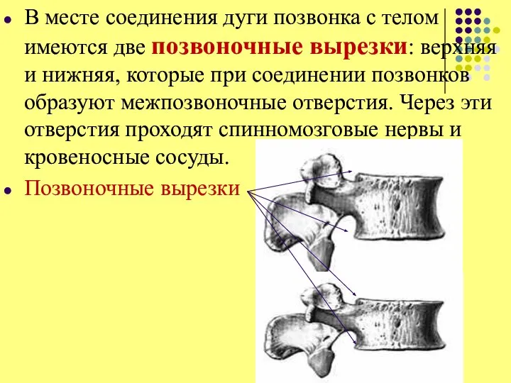 В месте соединения дуги позвонка с телом имеются две позвоночные вырезки: верхняя