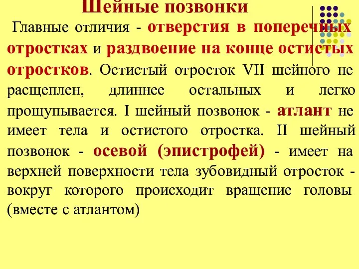 Шейные позвонки Главные отличия - отверстия в поперечных отростках и раздвоение на