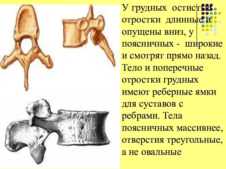 У грудных остистые отростки длинные и опущены вниз, у поясничных - широкие