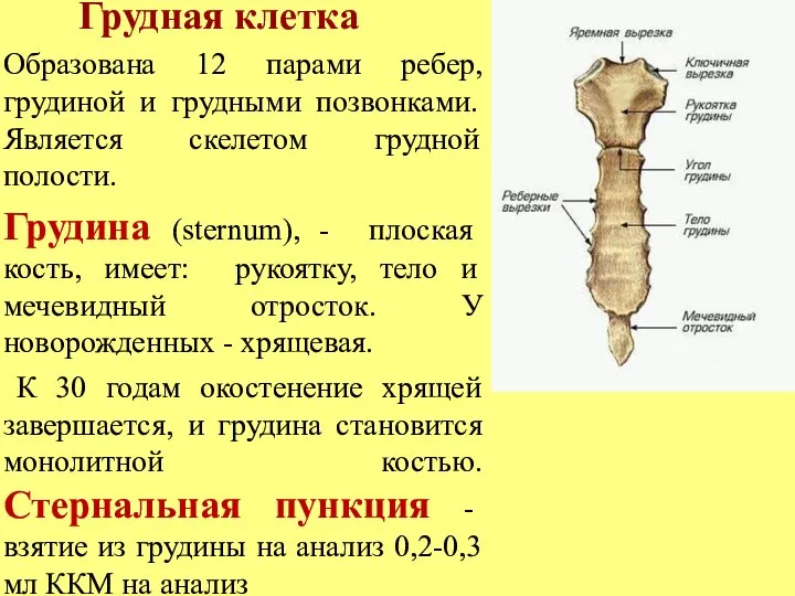 Грудная клетка Образована 12 парами ребер, грудиной и грудными позвонками. Является скелетом