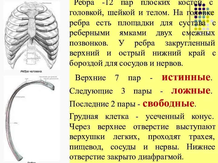 Ребра -12 пар плоских костей с головкой, шейкой и телом. На головке