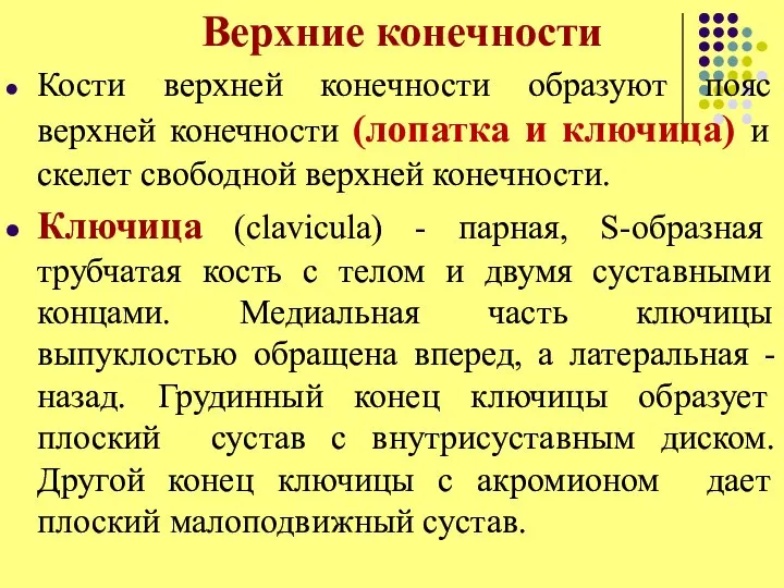 Верхние конечности Кости верхней конечности образуют пояс верхней конечности (лопатка и ключица)