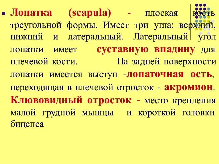 Лопатка (scapula) - плоская кость треугольной формы. Имеет три угла: верхний, нижний