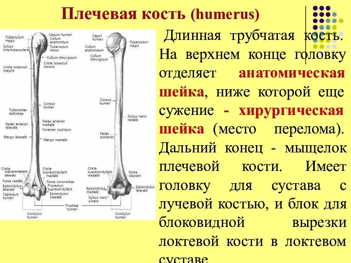 Плечевая кость (humerus) Длинная трубчатая кость. На верхнем конце головку отделяет анатомическая