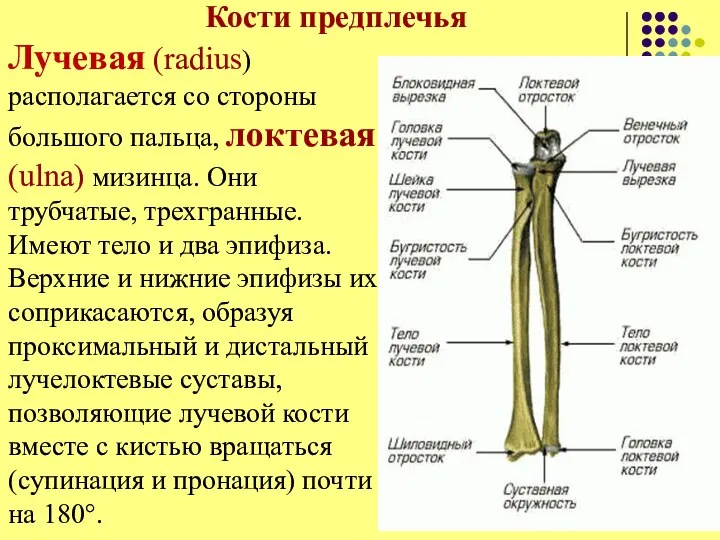 Кости предплечья Лучевая (radius) располагается со стороны большого пальца, локтевая (ulna) мизинца.