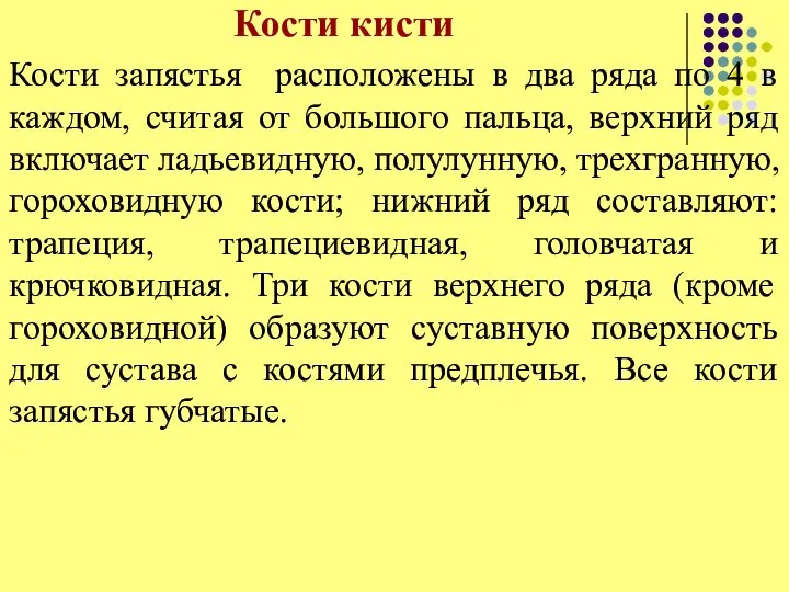 Кости кисти Кости запястья расположены в два ряда по 4 в каждом,