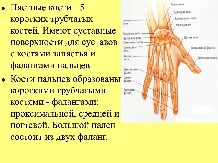 Пястные кости - 5 коротких трубчатых костей. Имеют суставные поверхности для суставов