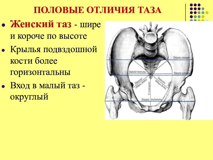 ПОЛОВЫЕ ОТЛИЧИЯ ТАЗА Женский таз - шире и короче по высоте Крылья