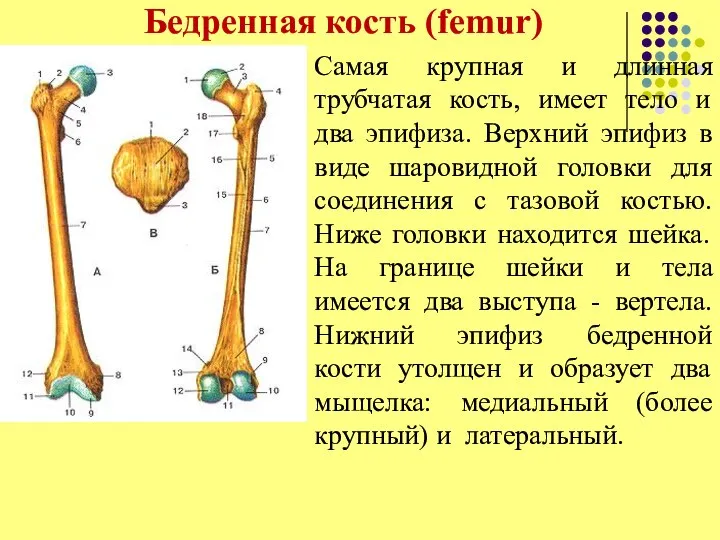 Бедренная кость (femur) Самая крупная и длинная трубчатая кость, имеет тело и