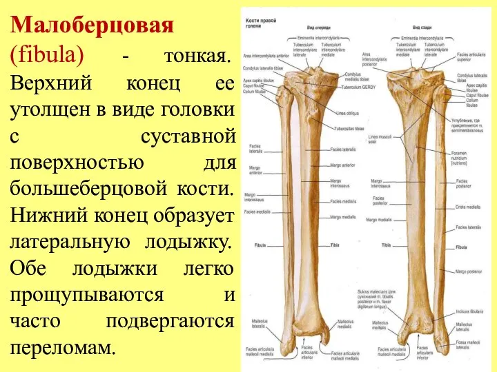 Малоберцовая (fibula) - тонкая. Верхний конец ее утолщен в виде головки с