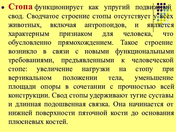 Стопа функционирует как упругий подвижный свод. Сводчатое строение стопы отсутствует у всех