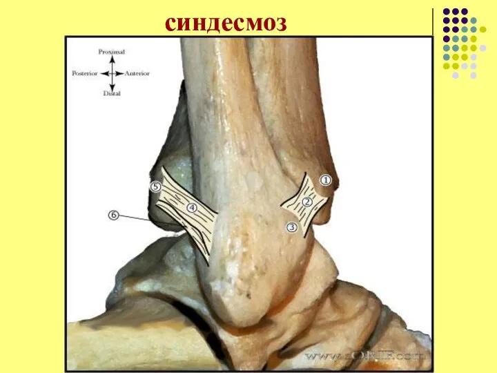 синдесмоз
