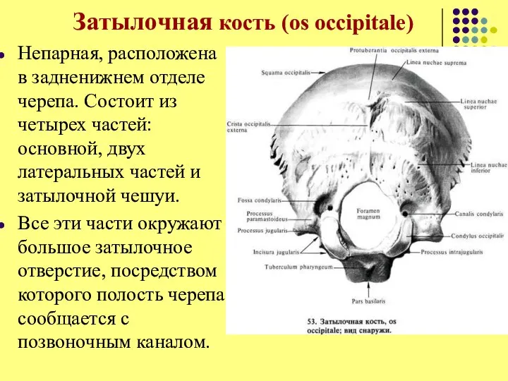 Затылочная кость (os occipitale) Непарная, расположена в задненижнем отделе черепа. Состоит из