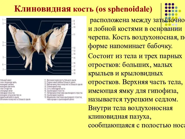 Клиновидная кость (os sphenoidale) расположена между затылочной и лобной костями в основании