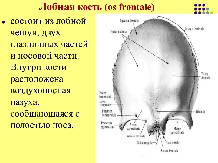 Лобная кость (os frontale) состоит из лобной чешуи, двух глазничных частей и