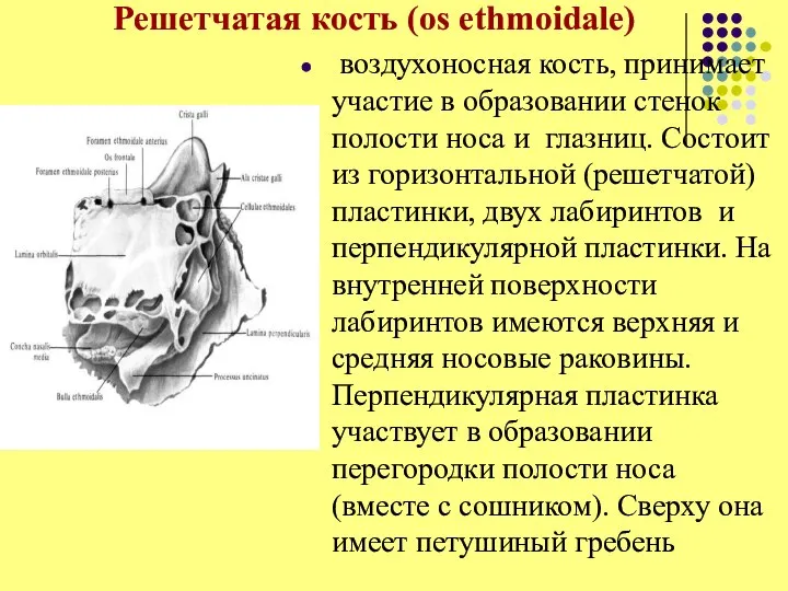 Решетчатая кость (os ethmoidale) воздухоносная кость, принимает участие в образовании стенок полости