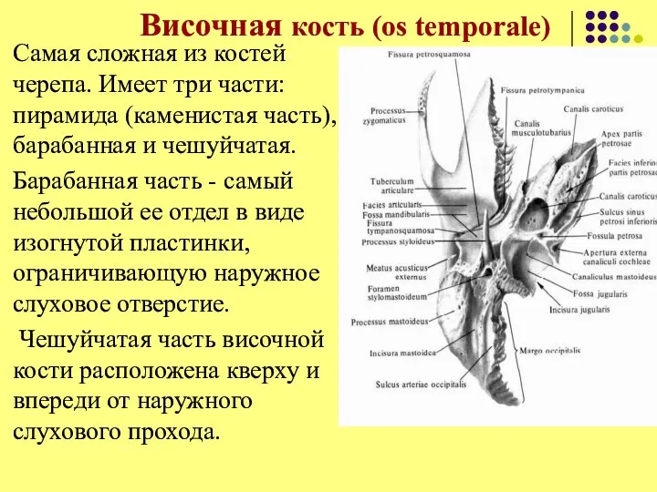 Височная кость (os temporale) Самая сложная из костей черепа. Имеет три части: