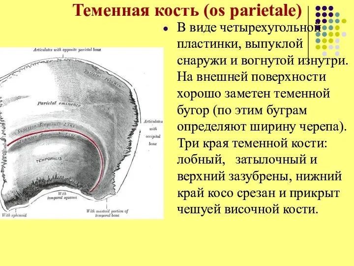 Теменная кость (os parietale) В виде четырехугольной пластинки, выпуклой снаружи и вогнутой