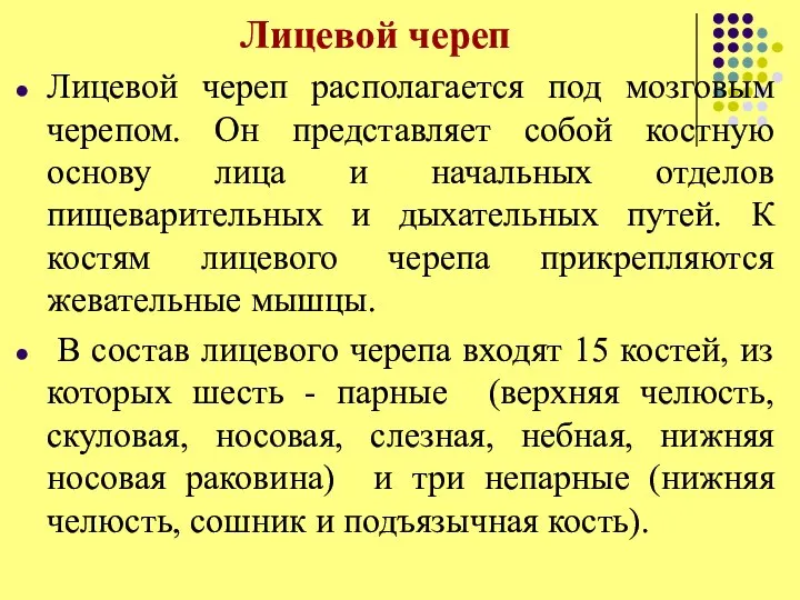 Лицевой череп Лицевой череп располагается под мозговым черепом. Он представляет собой костную