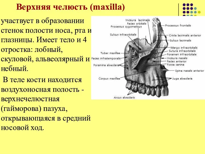 Верхняя челюсть (maxilla) участвует в образовании стенок полости носа, рта и глазницы.