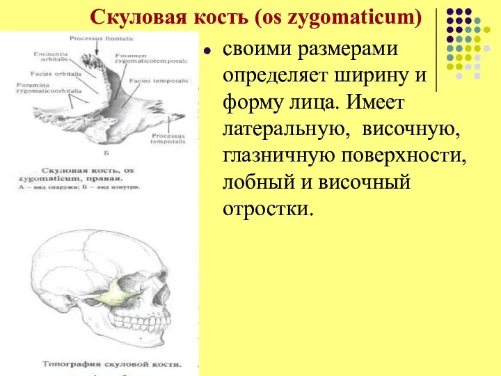 Скуловая кость (os zygomaticum) своими размерами определяет ширину и форму лица. Имеет