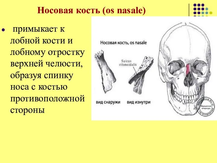 Носовая кость (os nasale) примыкает к лобной кости и лобному отростку верхней