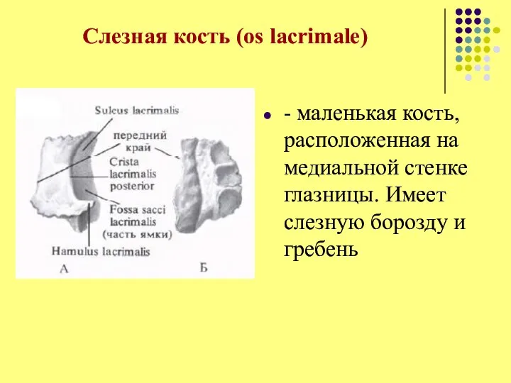 Слезная кость (os lacrimale) - маленькая кость, расположенная на медиальной стенке глазницы.