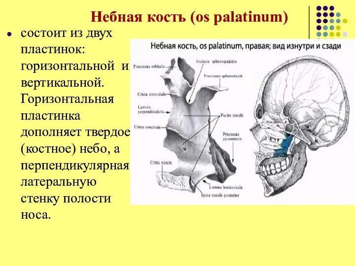 Небная кость (os palatinum) состоит из двух пластинок: горизонтальной и вертикальной. Горизонтальная