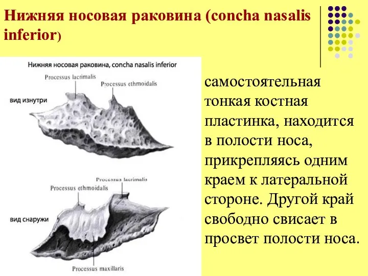 Нижняя носовая раковина (concha nasalis inferior) самостоятельная тонкая костная пластинка, находится в