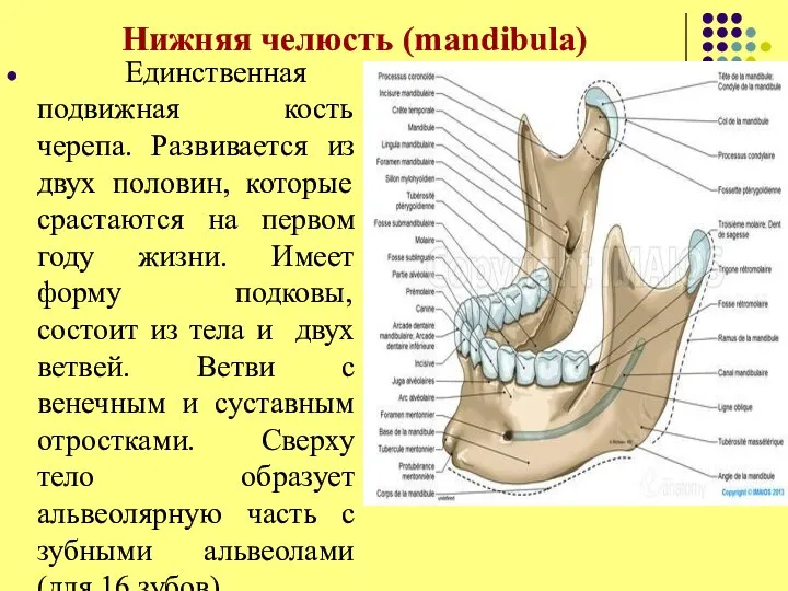 Нижняя челюсть (mandibula) Единственная подвижная кость черепа. Развивается из двух половин, которые